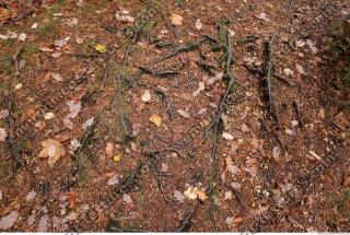 Photo Textures of Roots